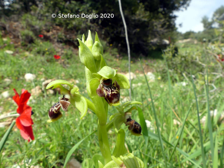 orchidee in Giordania